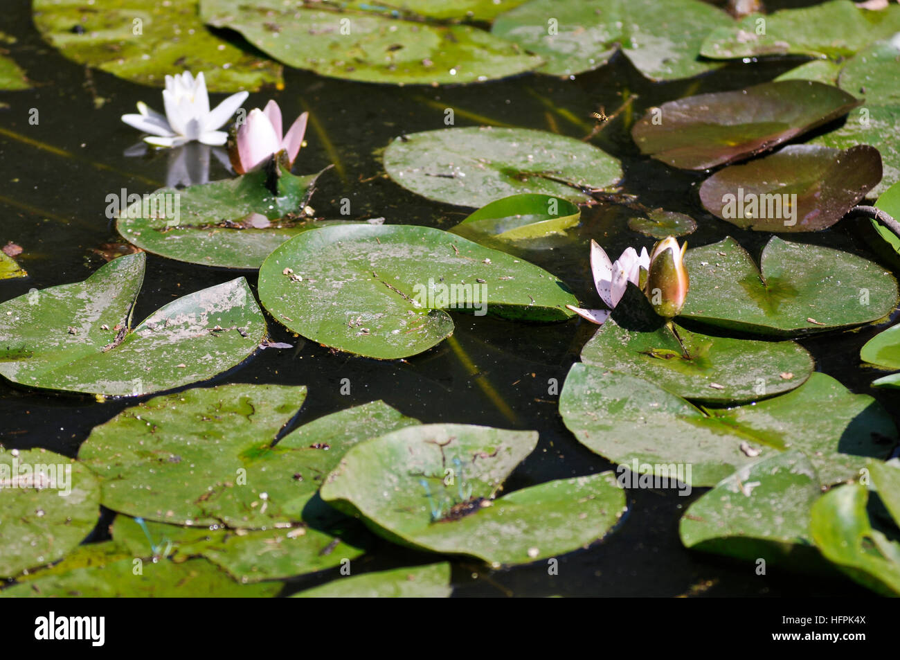 Water plants with white and pink flowers Stock Photo