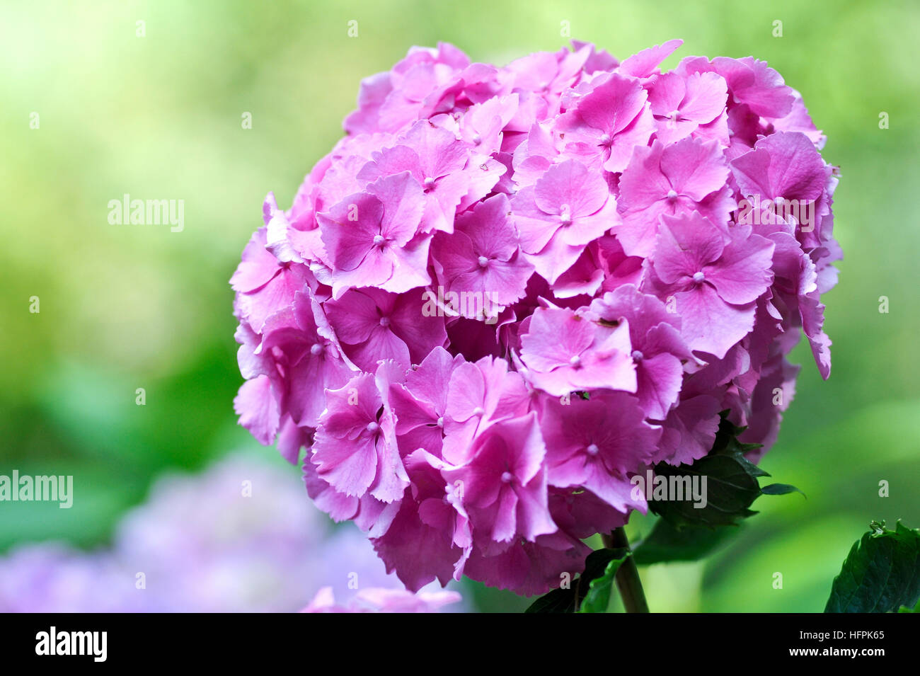 Exotic pink flower Stock Photo