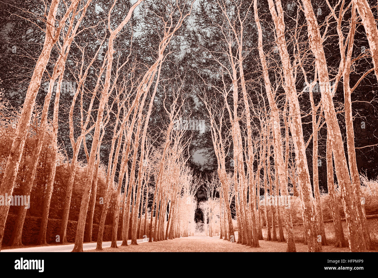 Alley trees hi-res stock photography and images - Alamy