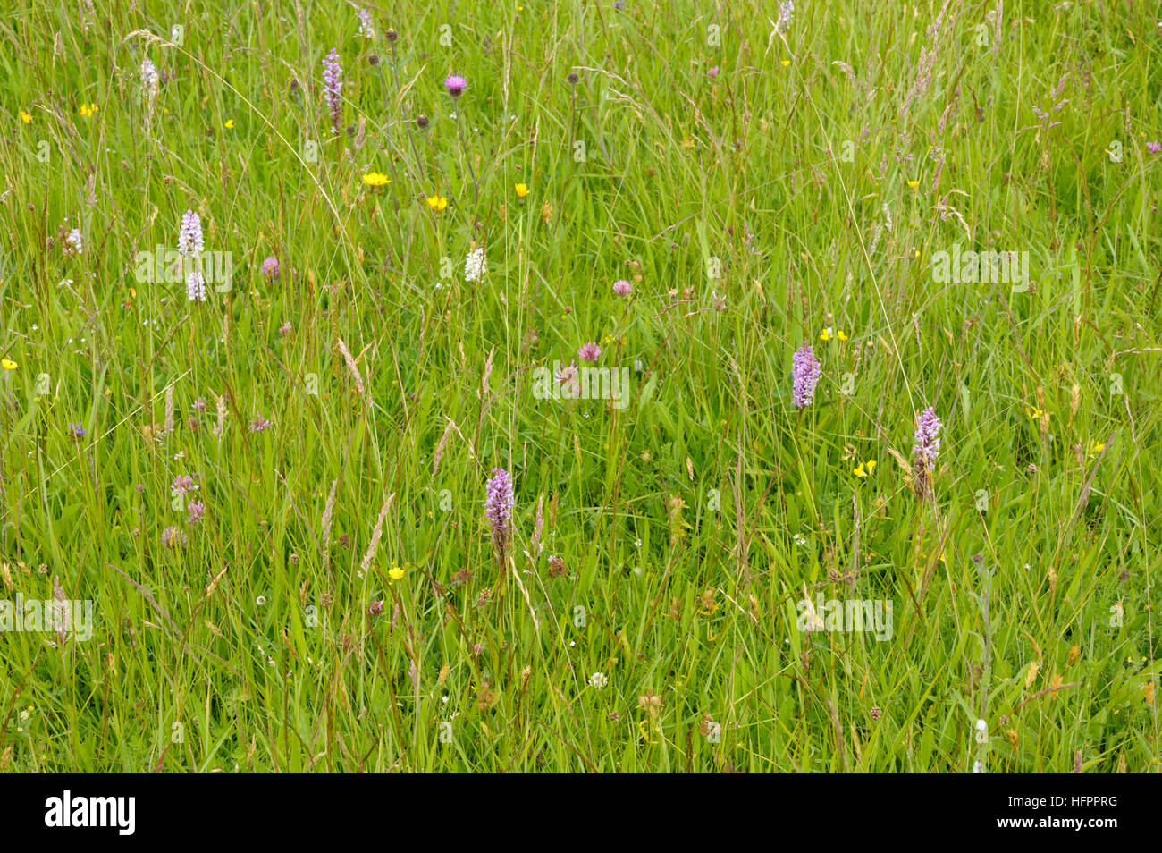 Fragrant Orchids, Gymnadenia conopsea in a Meadow Stock Photo