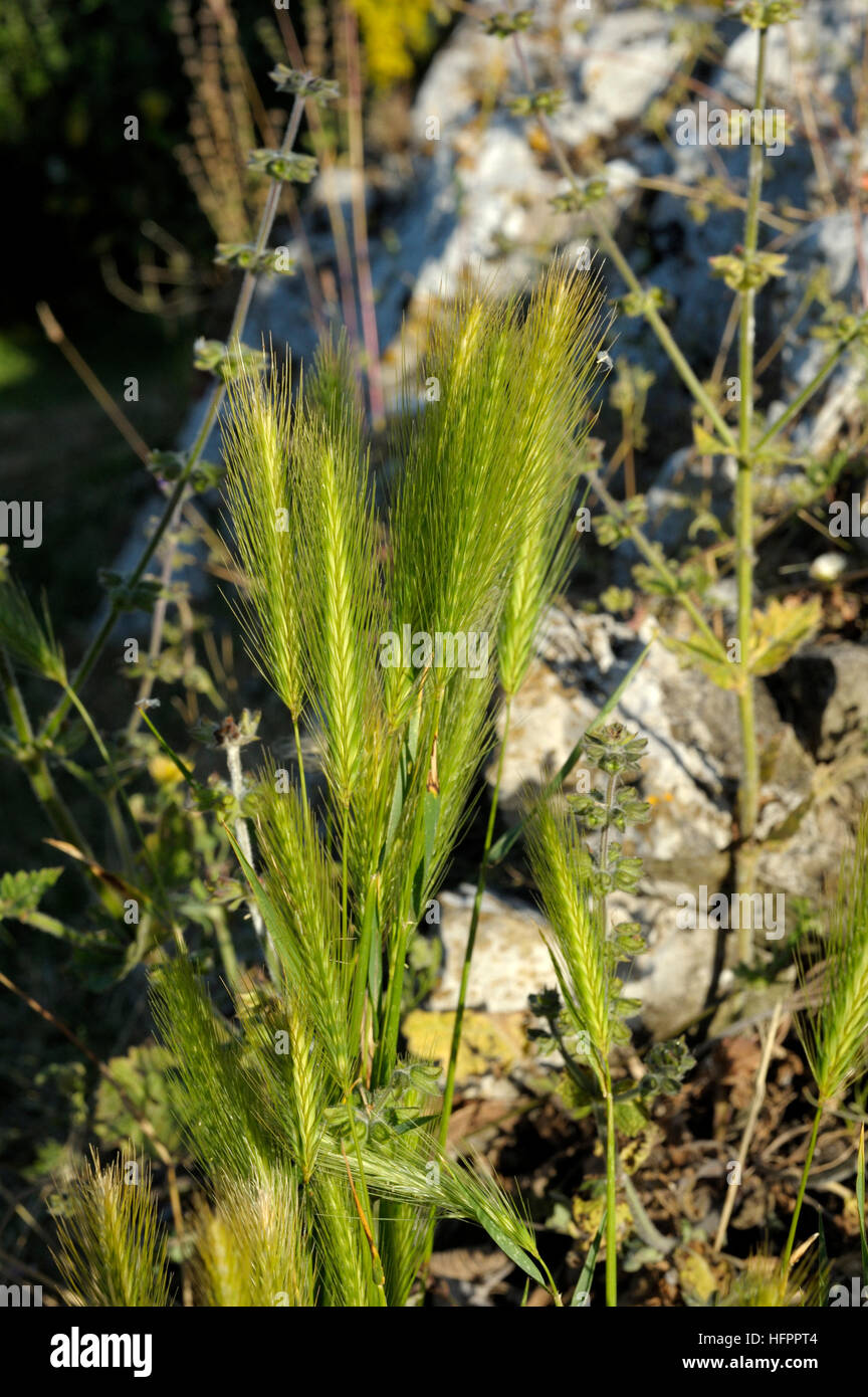 Wall Barley, Hordeum murinum Stock Photo Alamy