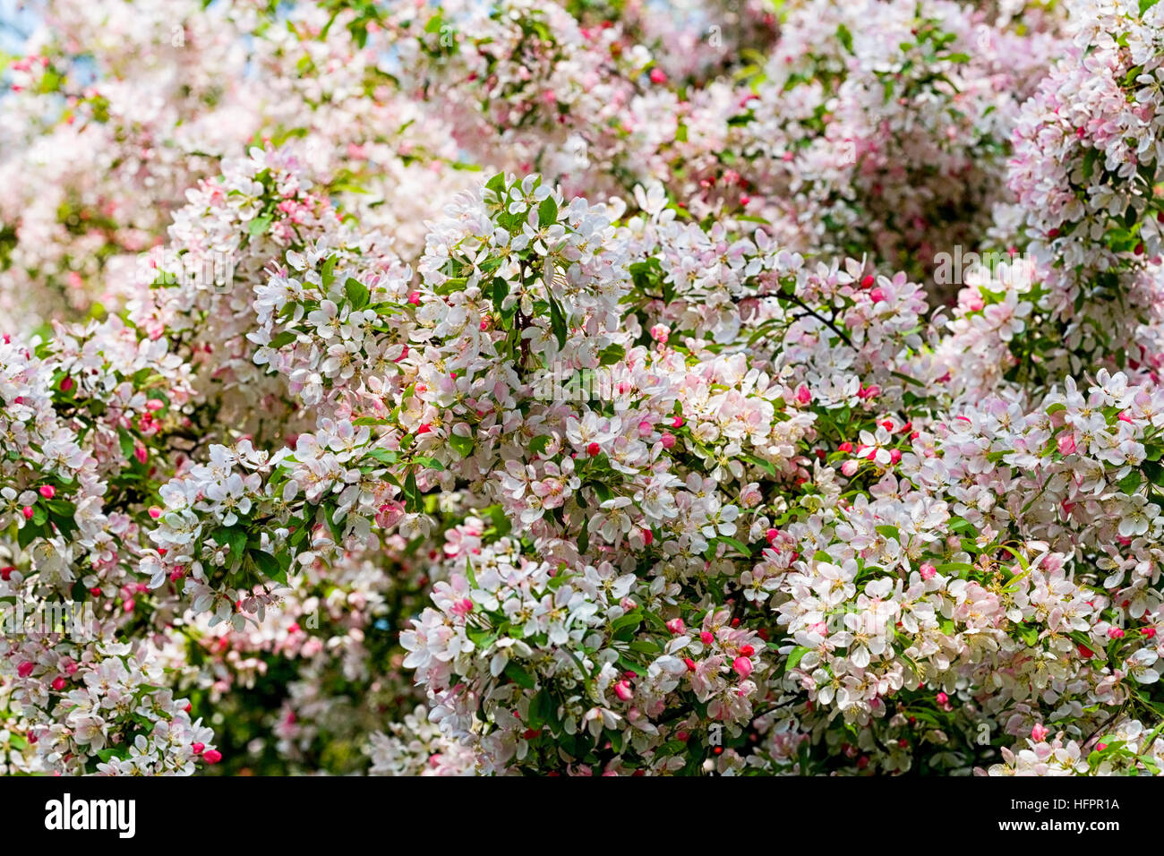 Bramley apple tree no blossom hi-res stock photography and images - Alamy