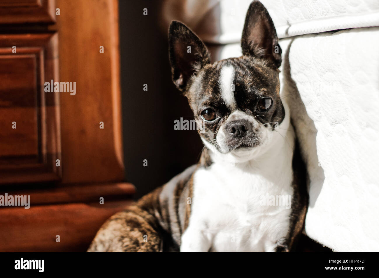 Photograph of a Boston Terrier puppy dog Stock Photo - Alamy