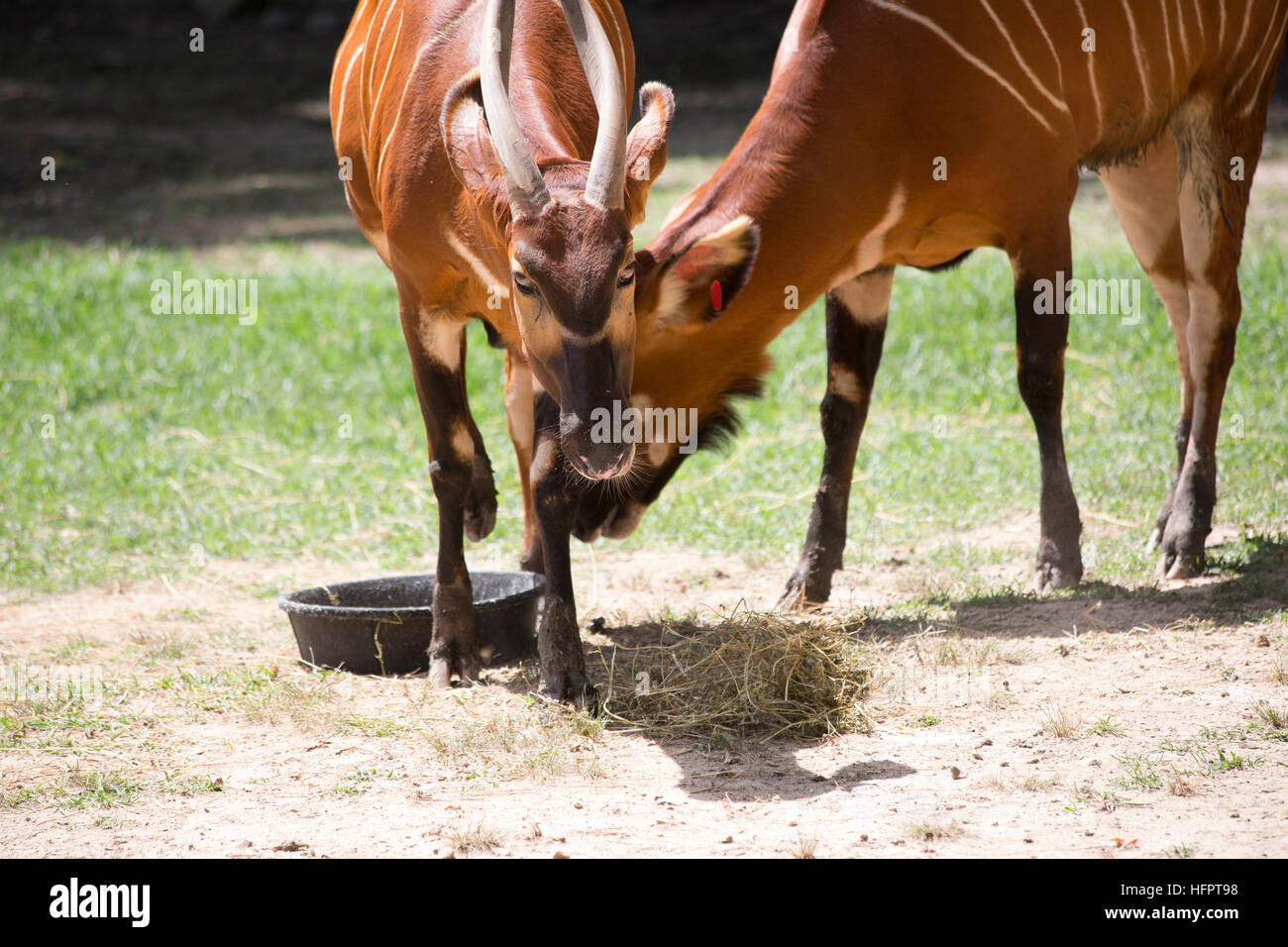 Bongos (Tragelaphus eurycerus) eating Stock Photo Alamy