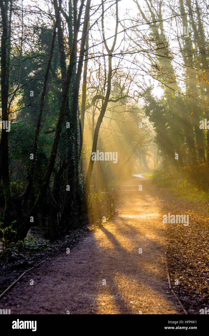 sunshine on a path with mist Stock Photo