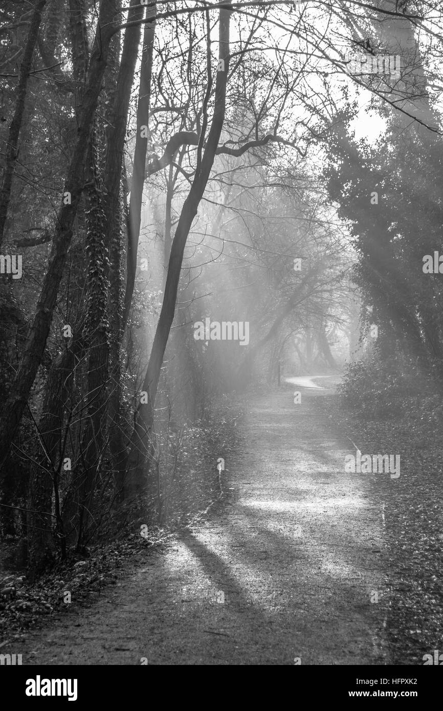 Black and White sunlight through trees on to path Stock Photo
