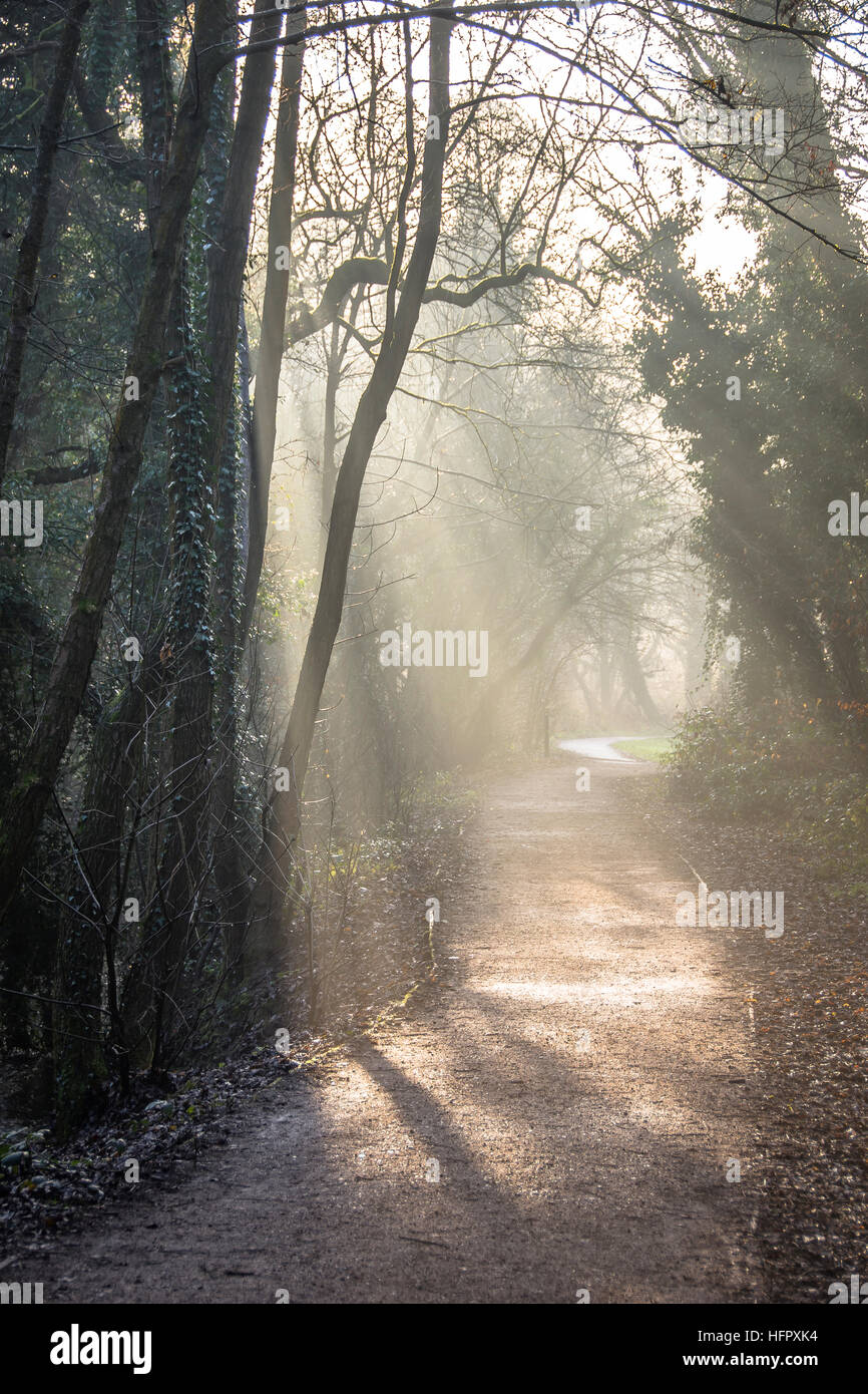 Light rays on to a path through trees Stock Photo