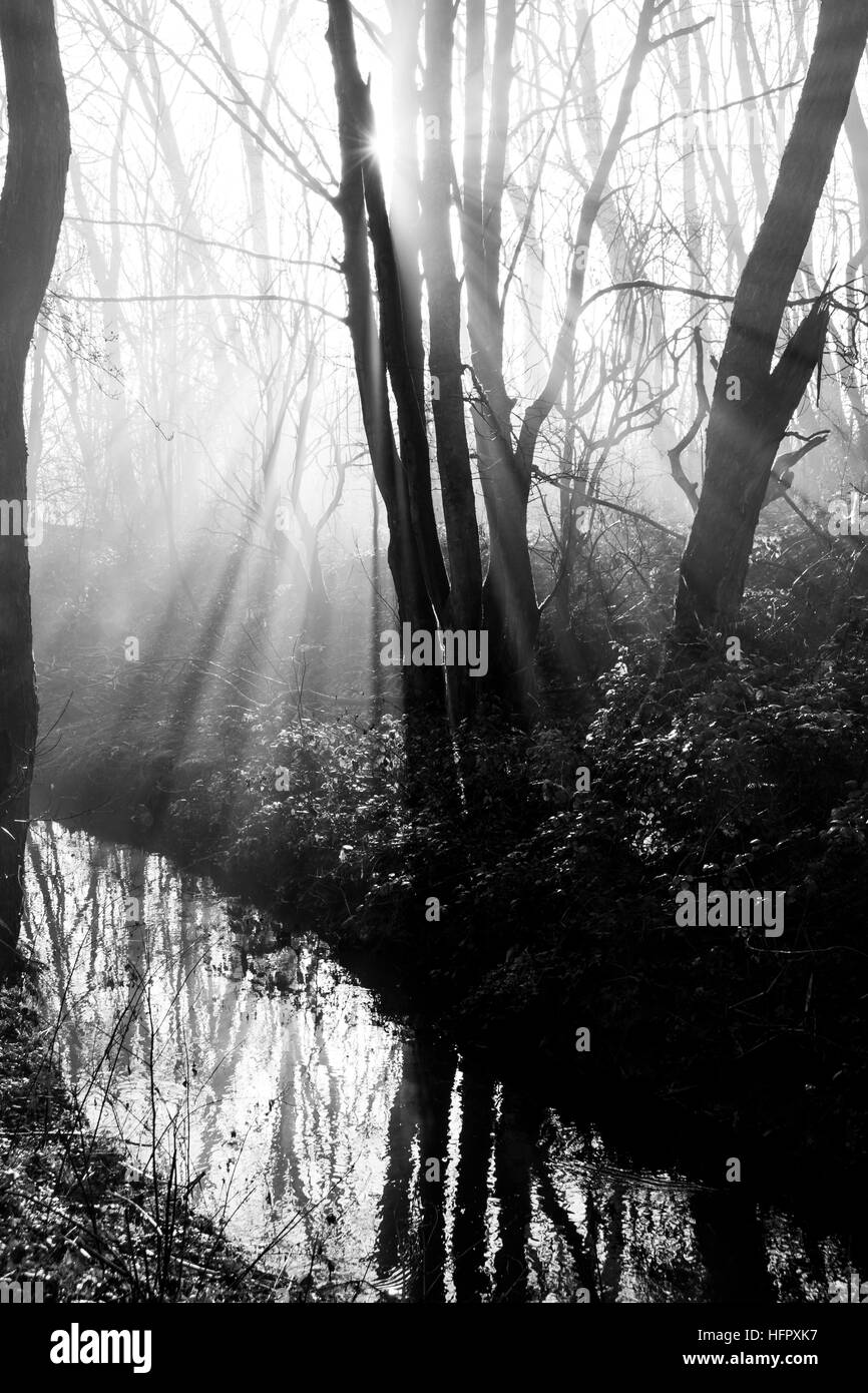 Black and white landscape sun behind trees misty morning Blackbrook canal Stock Photo