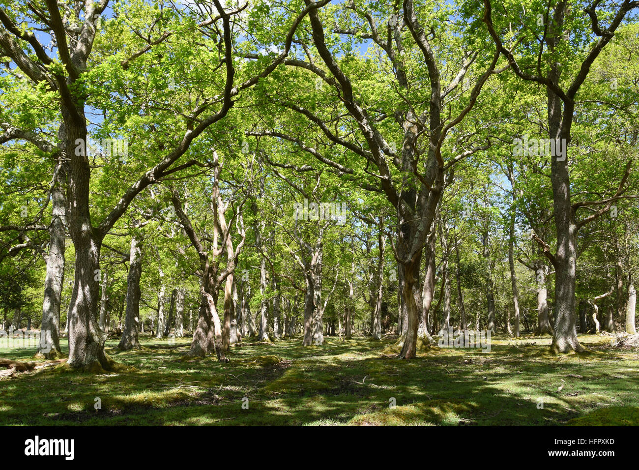 Oak trees in the New Forest National Park, Hampshire England Stock