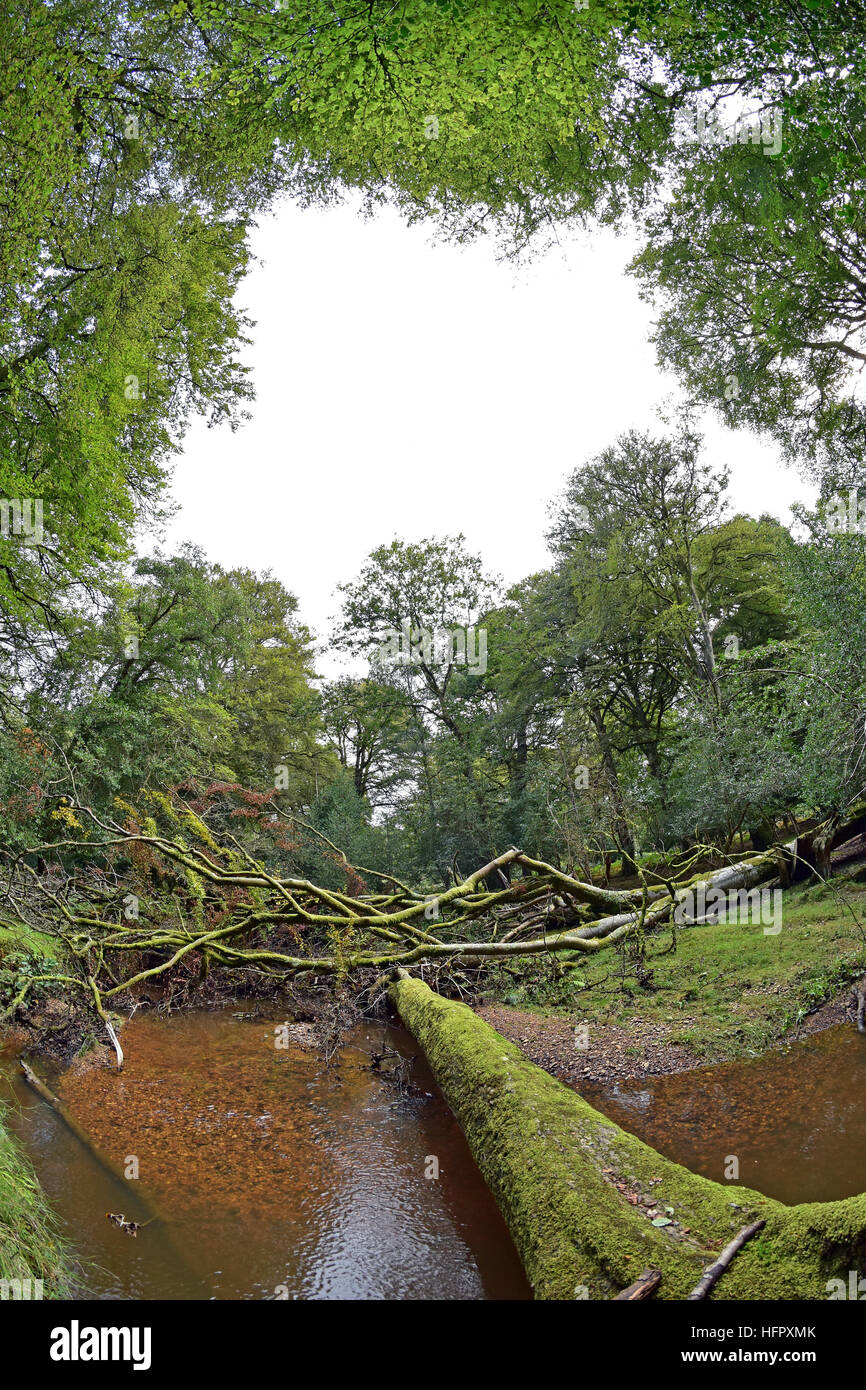 Oak over dam hi-res stock photography and images - Alamy