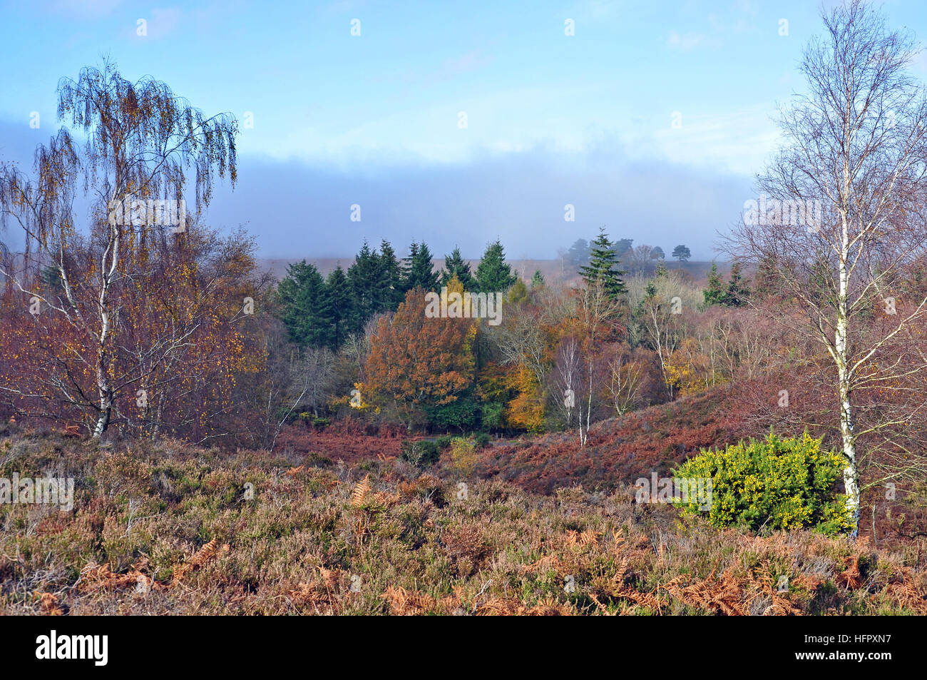 Rockford Common in the New Forest National Park Stock Photo Alamy