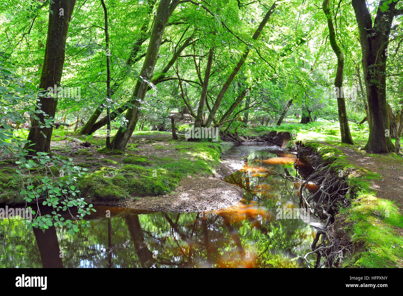 A small stream near Bolderwood in the New Forest Hampshire, taken  'contre-jour' meaning against the light Stock Photo - Alamy