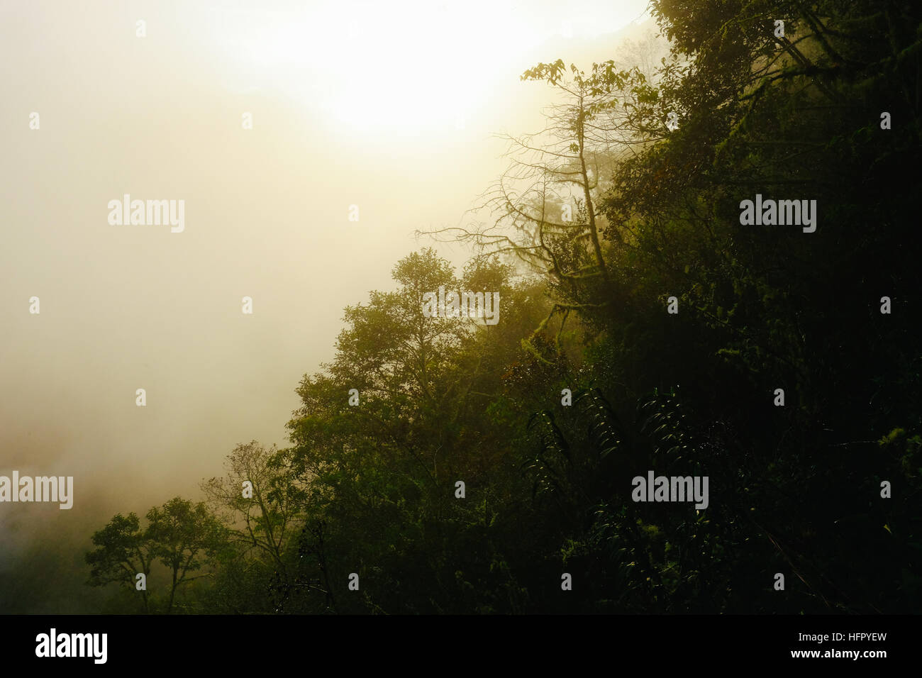 Andean cloud forest leaves hi-res stock photography and images - Alamy