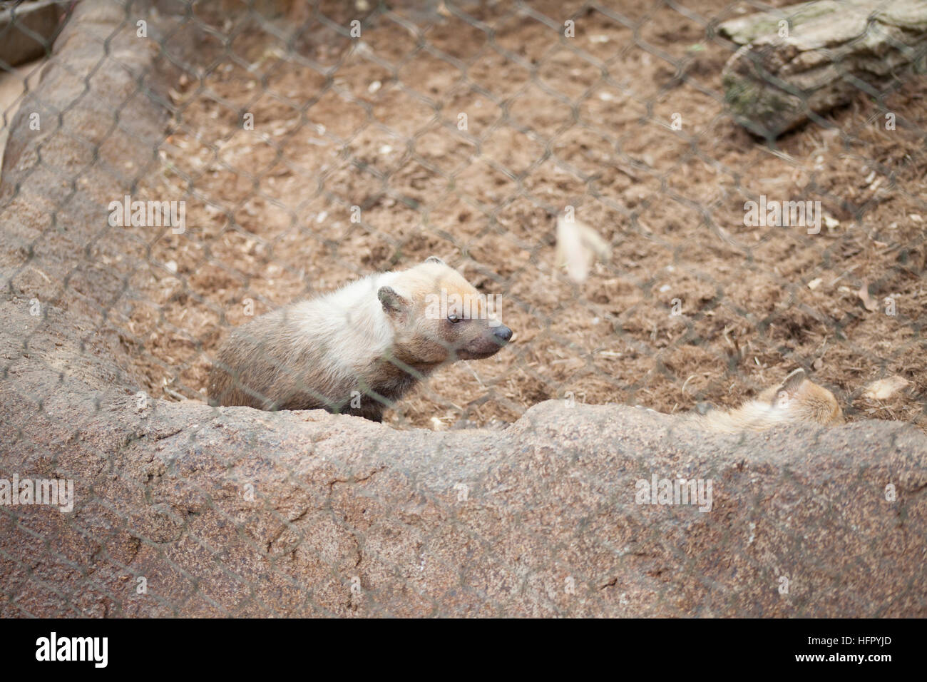 Close up of a bush dog (Speothos venaticus) in a fence Stock Photo