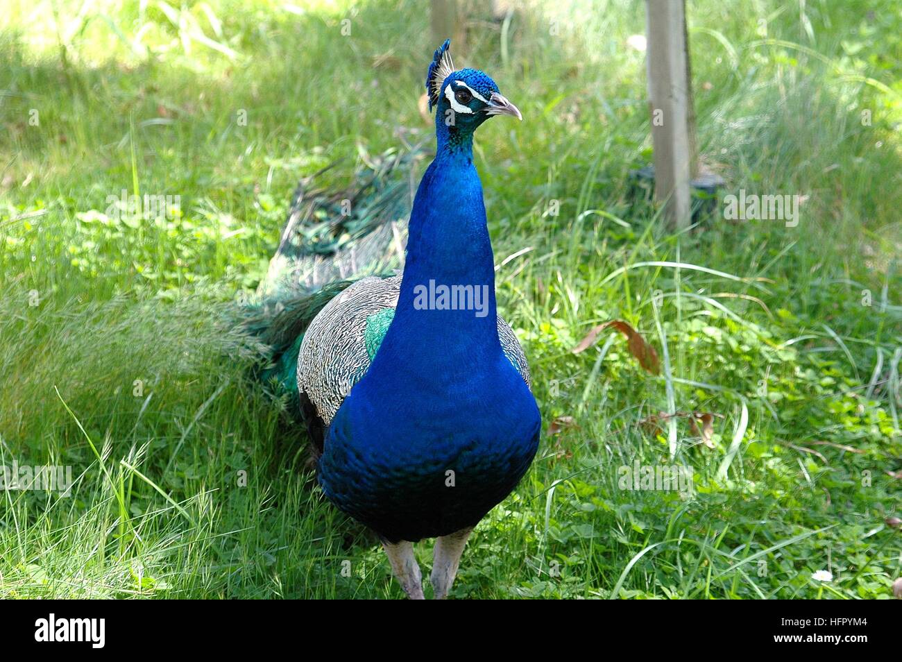 A colorful peacock walking in the grass Stock Photo - Alamy