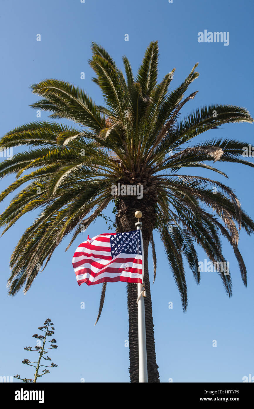 American Flag Palm Tree