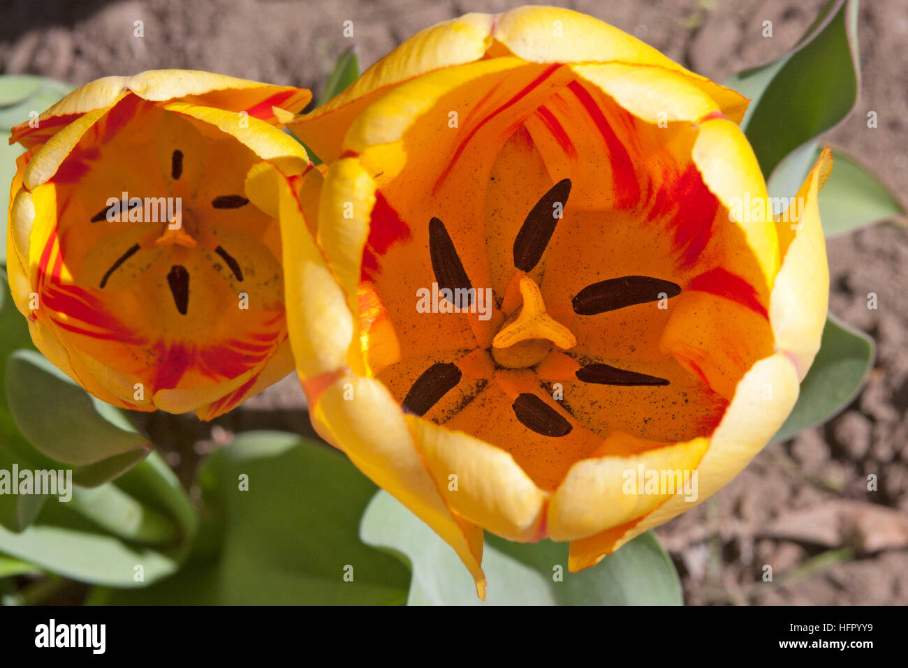 Coco Tulip Big Pastel Yellow main image 1