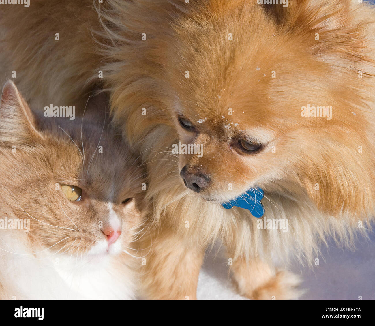 Cat and Dog: Unlikely friends Stock Photo