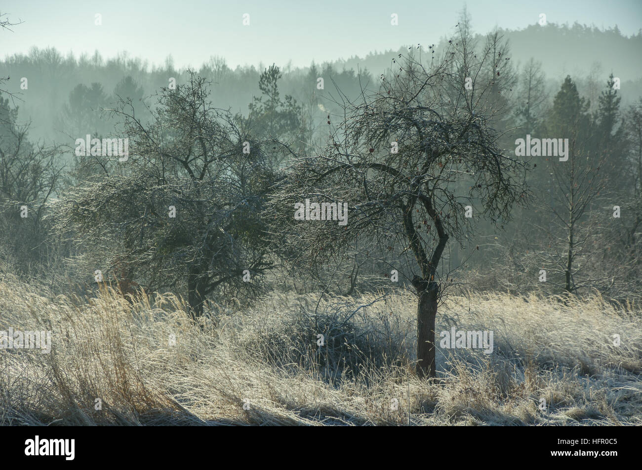 Trees and grass covered with frost in the winter sunny morning Stock ...