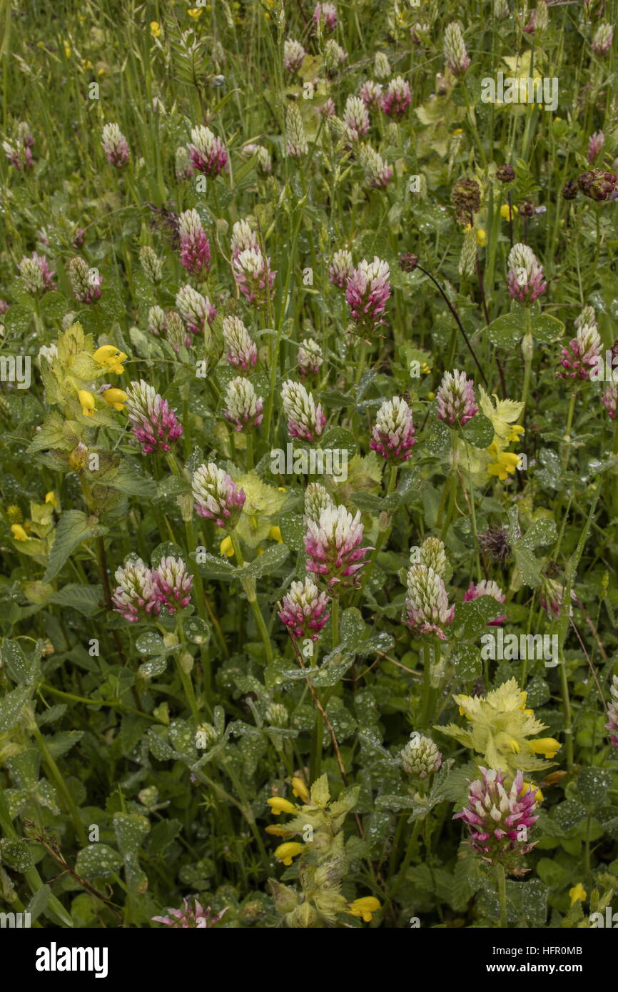 Long-headed Clover, Trifolium incarnatum ssp molinerii in sward. Rare British native. Stock Photo