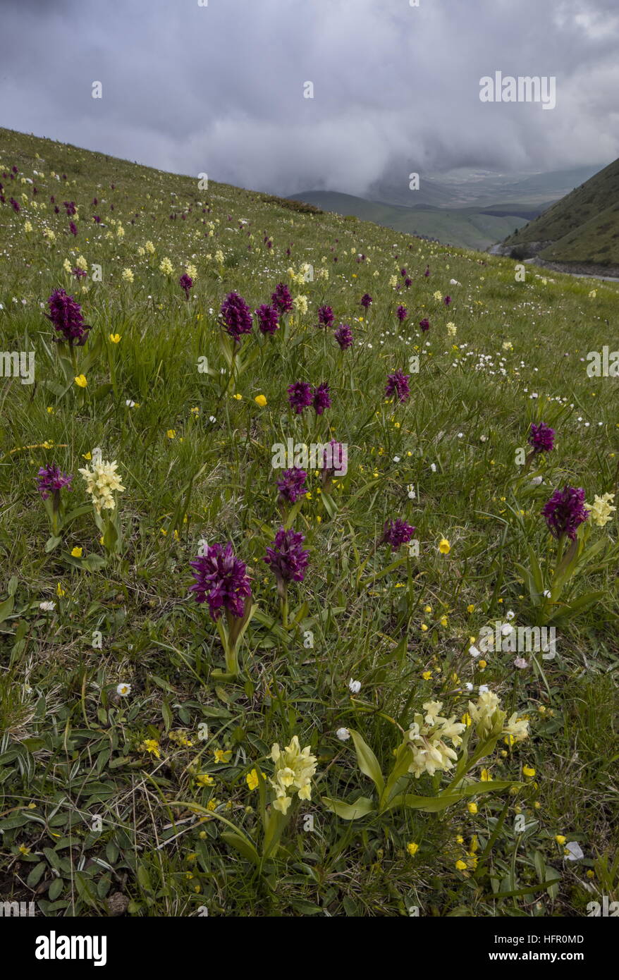 Elder-flowered orchids, Dactylorhiza sambucina, in both colours at 1750m in high pasture, Monti Sibillini National Park, Apennines, Italy. Stock Photo
