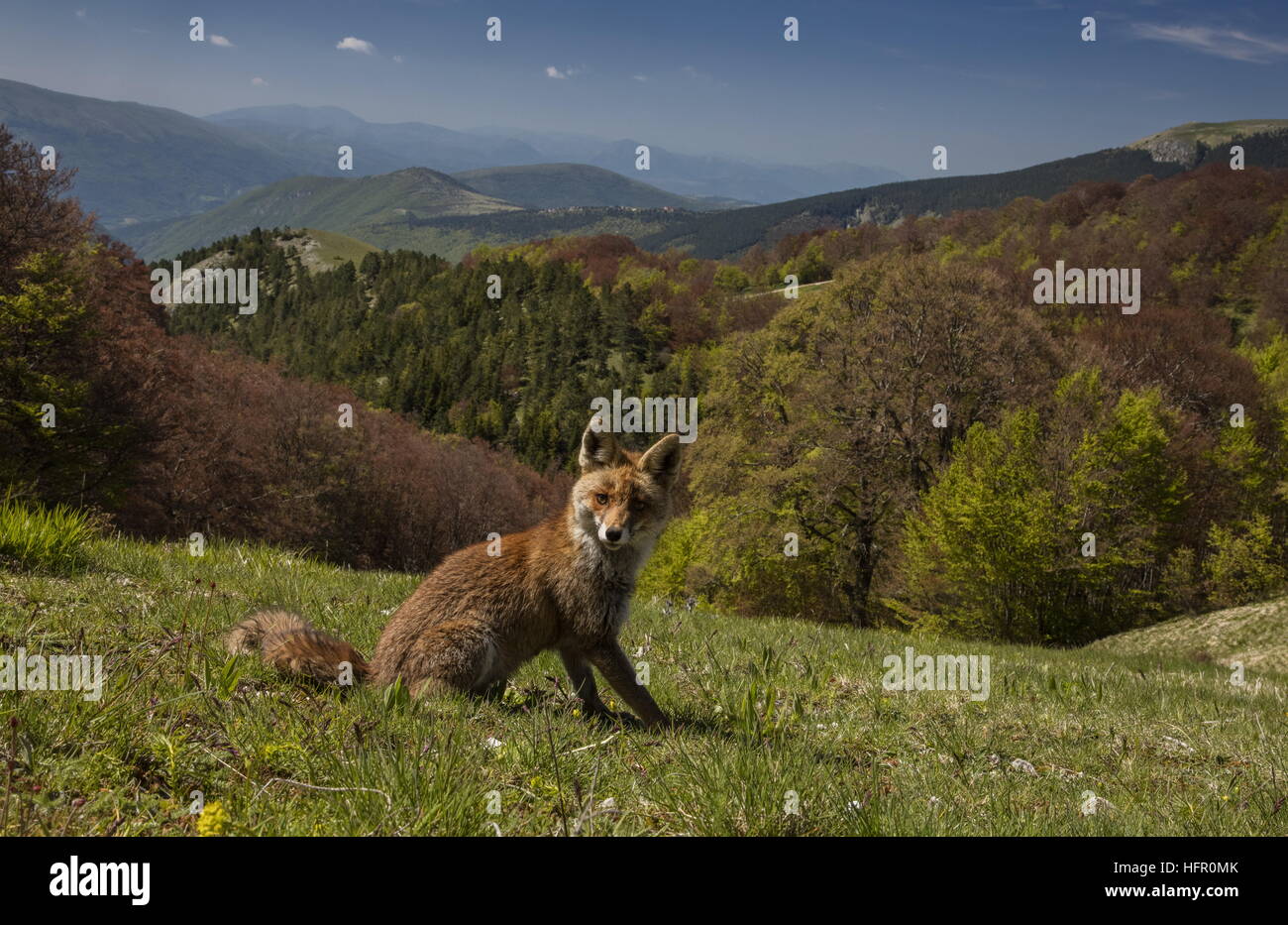 Red Fox, high in the Monti Sibillini National Park, Apennines, Italy. Stock Photo