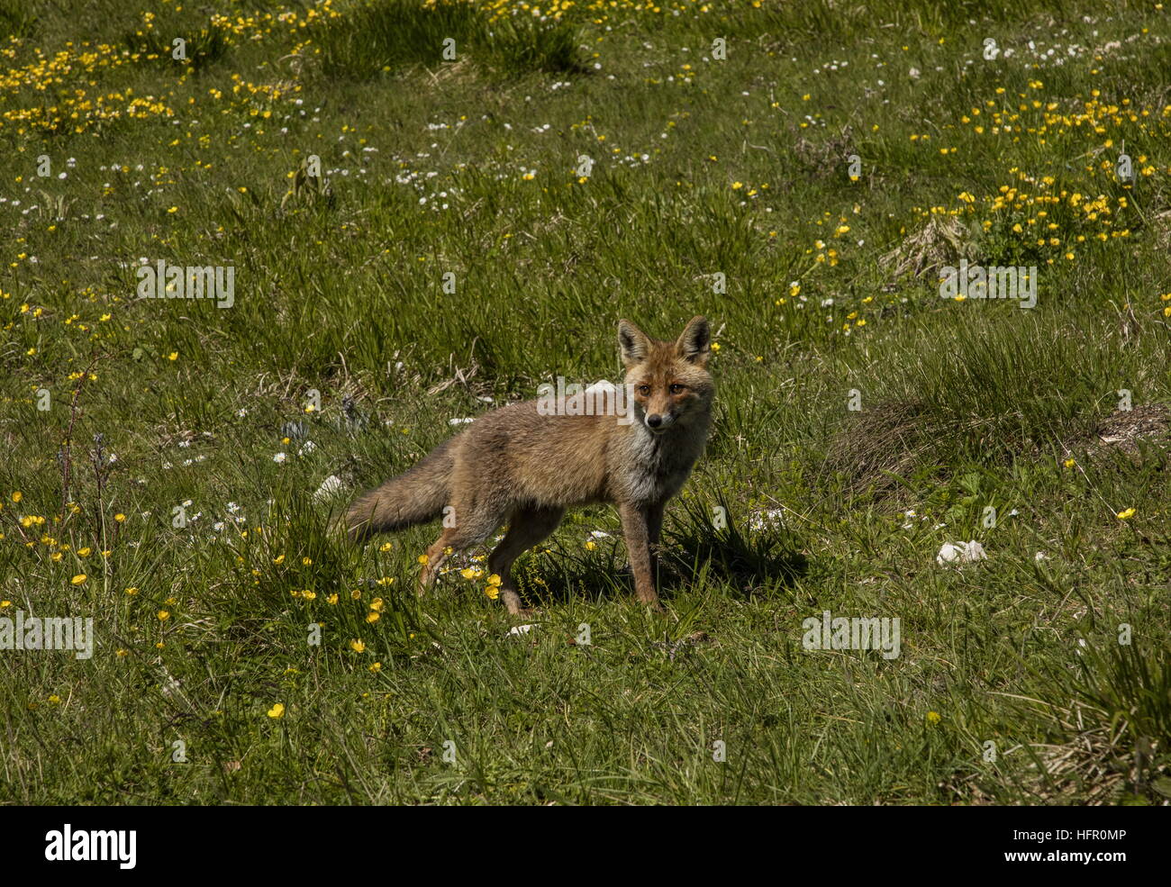 Red Fox,in flowery grassland in spring. Stock Photo