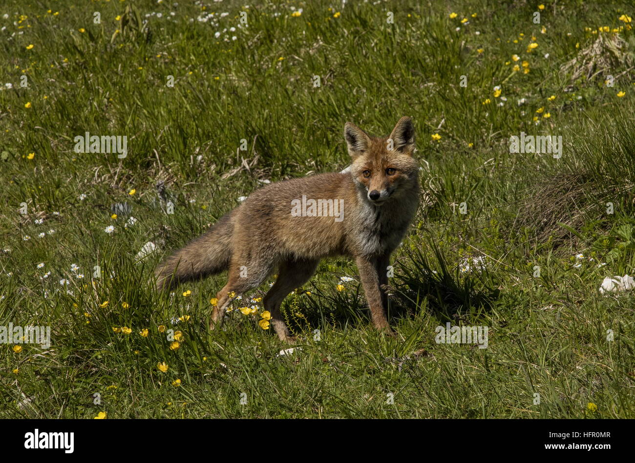 Red Fox, in flowery grassland in spring. Stock Photo
