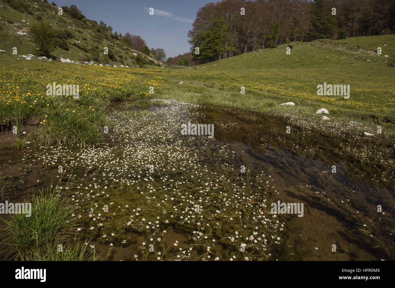 Thread-leaved Water-crowfoot, Ranunculus trichophyllus, in stream, Apennines, Italy. Stock Photo