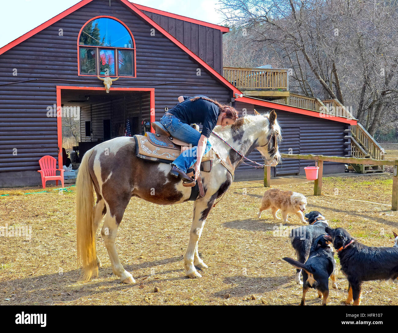 A teenage girl at a barn getting ready to ride her horse, the dogs are watching. Stock Photo