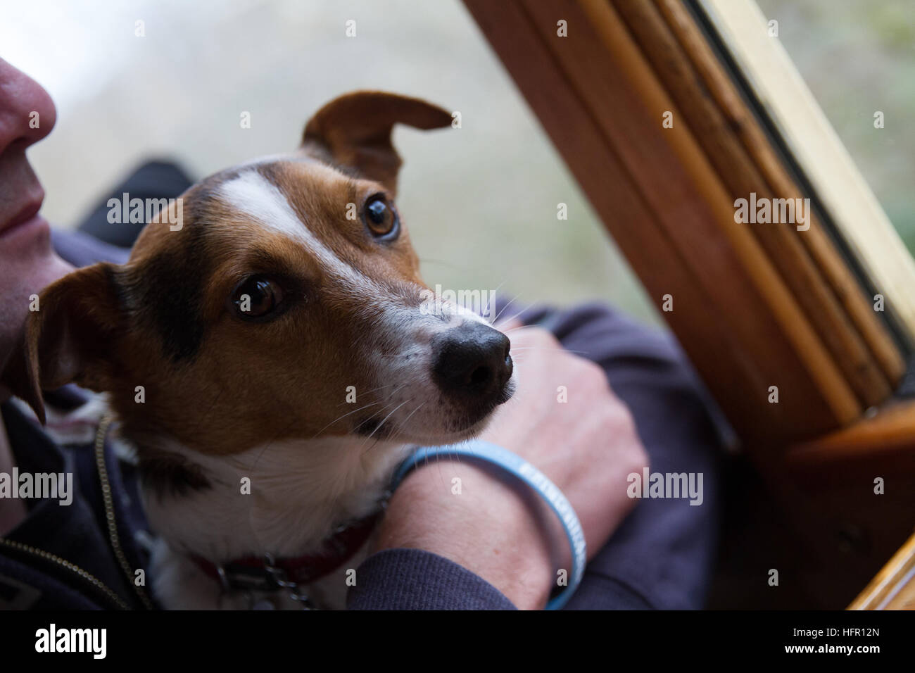 Welsh Highland Railway WHR - Rusty the Jack Russell Dog on a train with his owner cropped, looking out of the window. Stock Photo