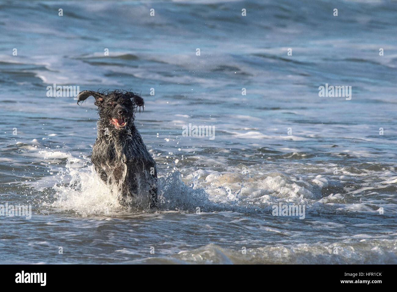 German Wirehaired Pointer enjoying playing in the sea. Stock Photo