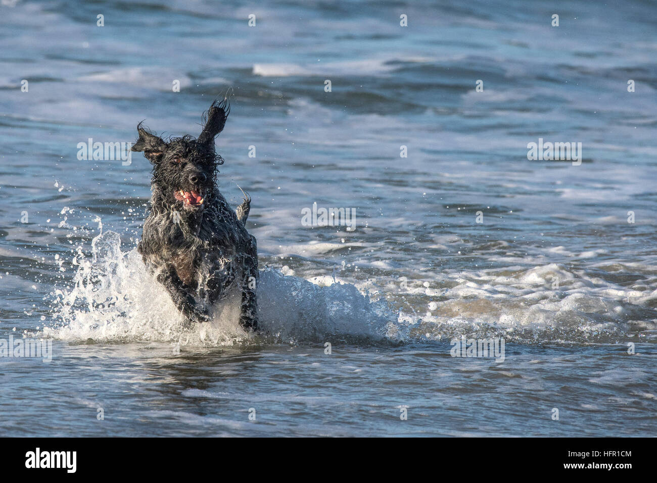 A German Wirehaired Pointer enjoying playing in the sea. Stock Photo