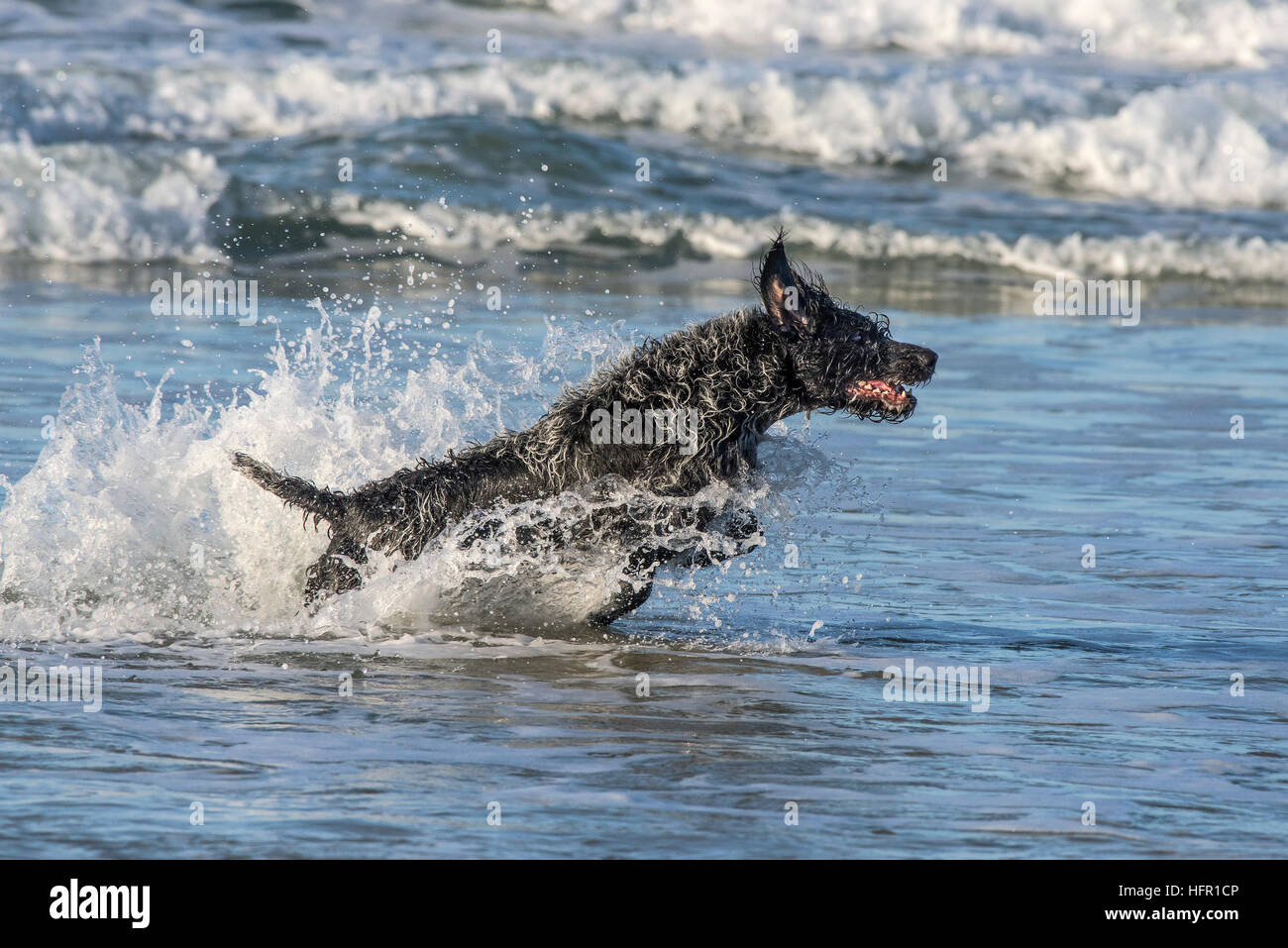 German Wirehaired Pointer enjoying playing in the sea. Stock Photo
