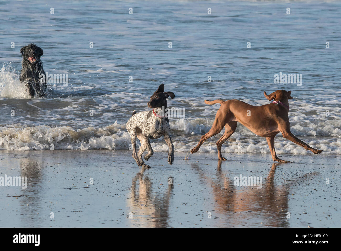 Dogs playing in the sea at Fistral, Cornwall. Stock Photo