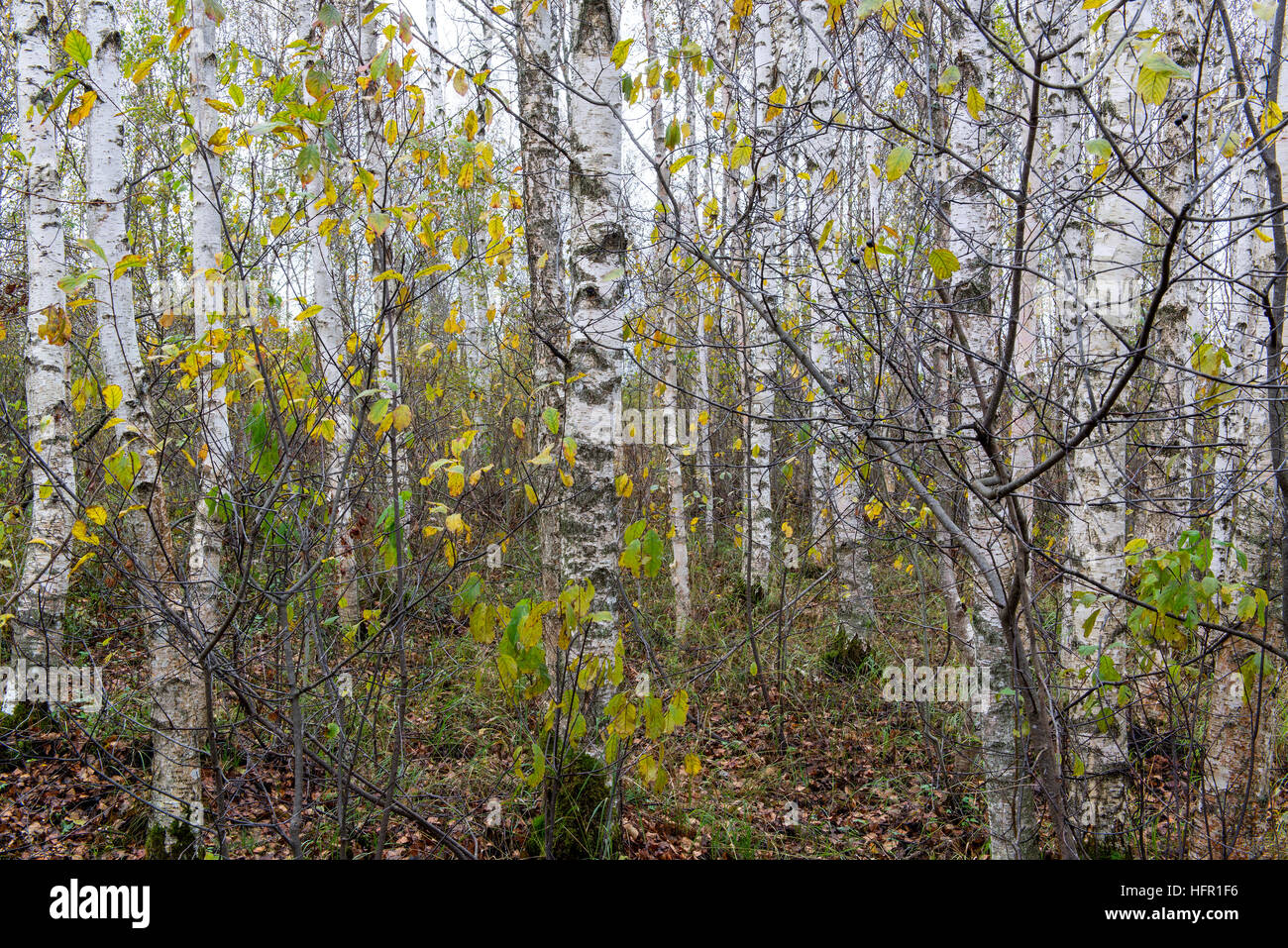 Birch forest in the autumn, Alam-Pedja nature reserve, Estonia Stock Photo
