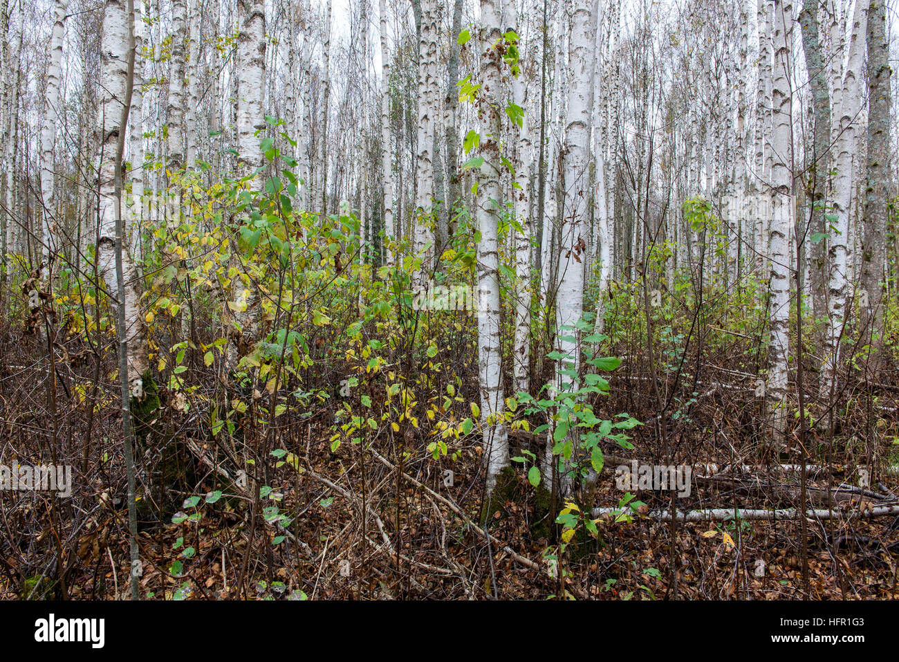 Birch forest in the autumn Stock Photo - Alamy