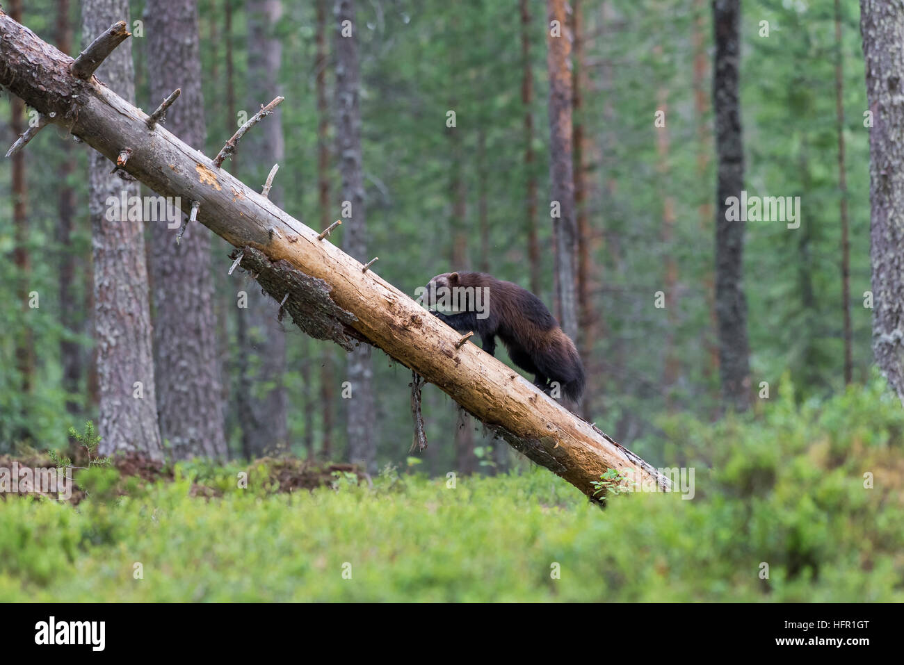 Wolverine climbing on a tree in the taiga forest Stock Photo