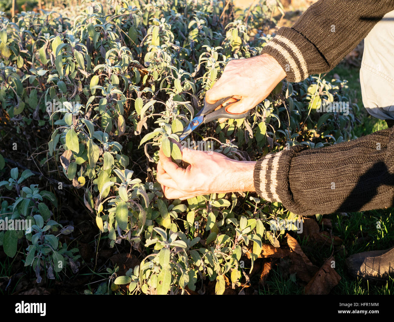 Gardener harvesting sage (Salvia officinalis)  leaves in a herb garden to make fresh sage tea.. Stock Photo