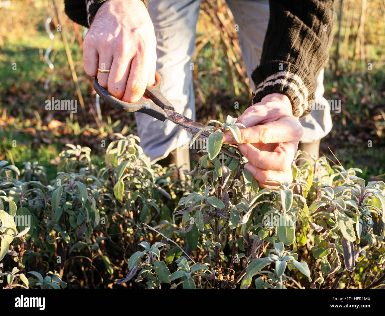 Gardener harvesting sage (Salvia officinalis) leaves in a herb garden