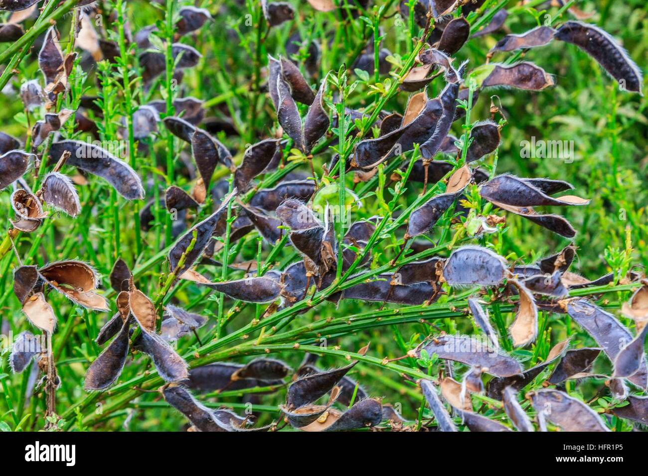 Dried seed pods after dispersing seeds from the pea family in natural open ground. Stock Photo