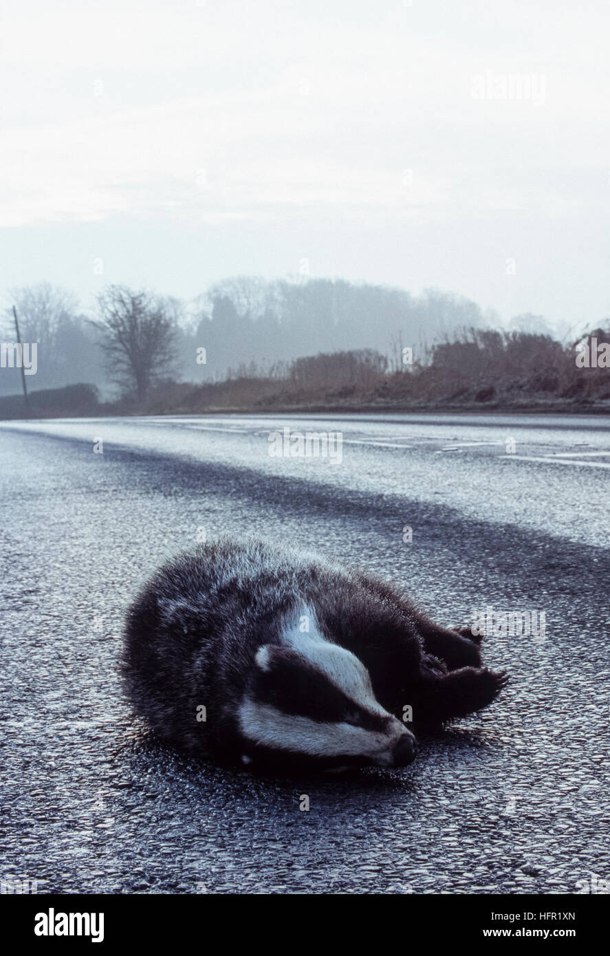 Eurasian Badger, Meles meles, killed on road, Hertfordshire, England, United Kingdom Stock Photo