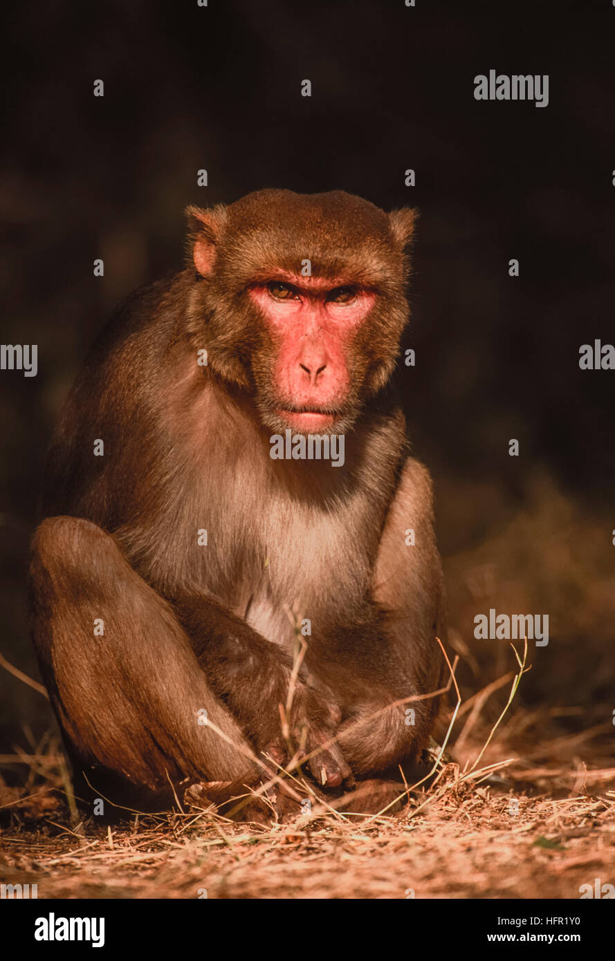 male Rhesus Macaque,(Macaca mulatta), sits in tree shade shade ...