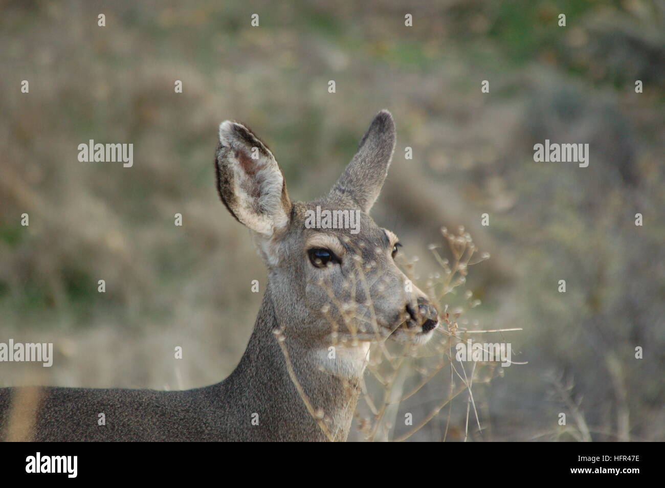 A mule deer doe gazes across the grass. Her fawn is just outside the frame. Battlement Mesa, CO Stock Photo