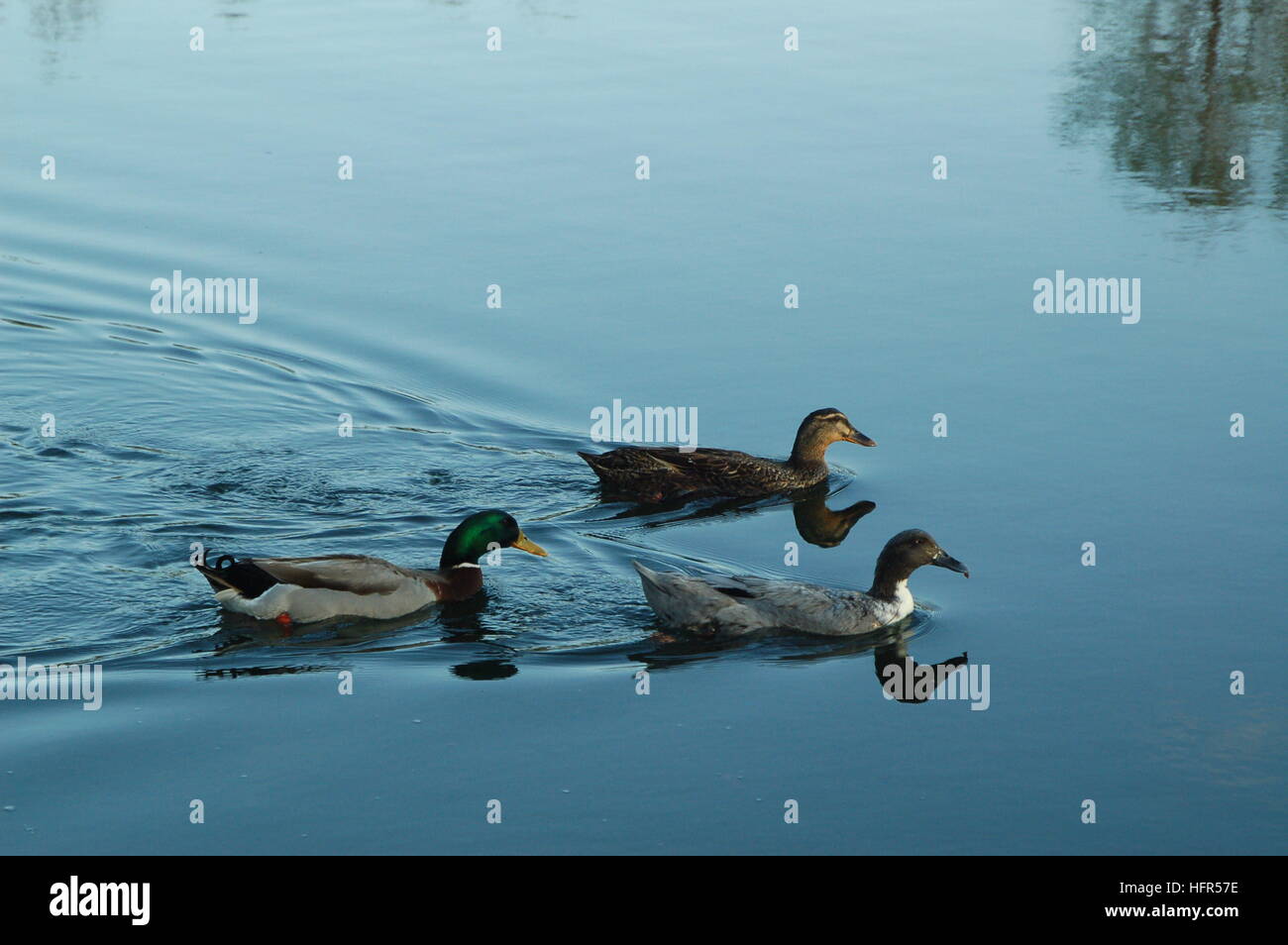 Ducks swimming in the local pond in Hamilton, Montana Stock Photo Alamy