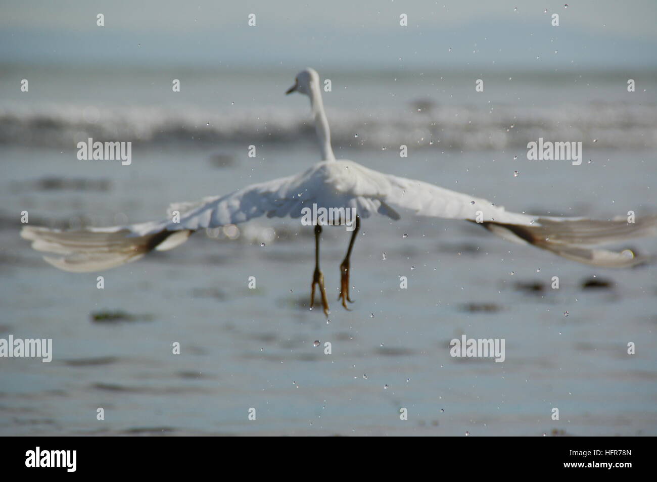 A snowy egret decides it has had enough of me and takes flight at Bolinas Beach, CA. Stock Photo