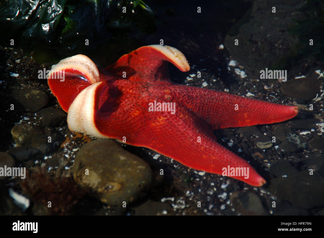 A starfish waves hello in the tide pools at Bolinas Beach, CA Stock