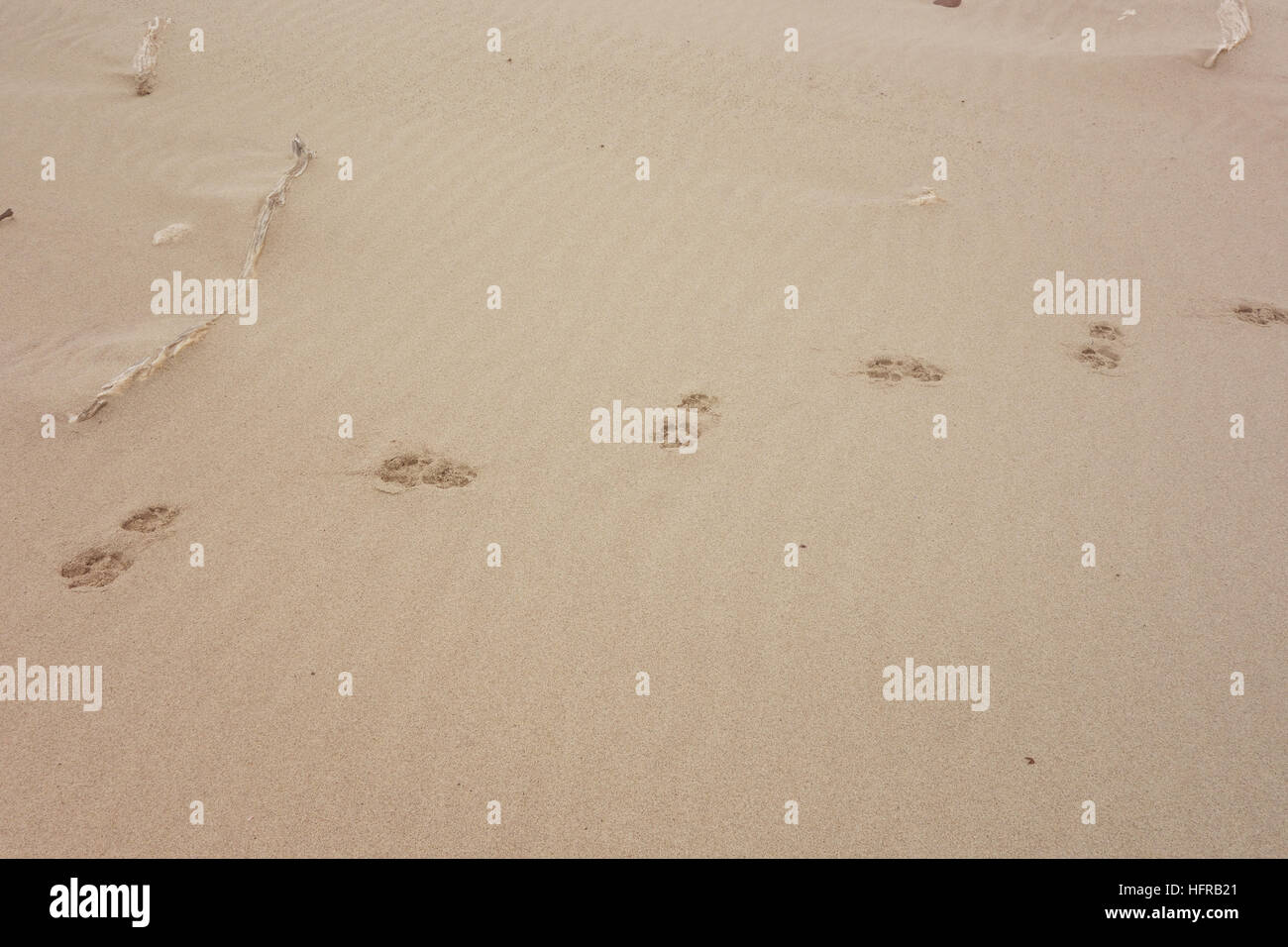 cat tracks on sand Stock Photo