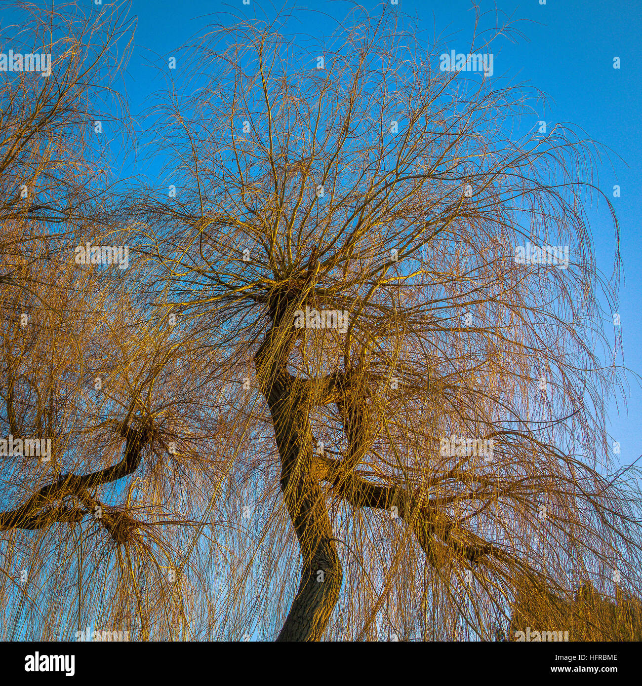 Golden weeping willow hi-res stock photography and images - Alamy