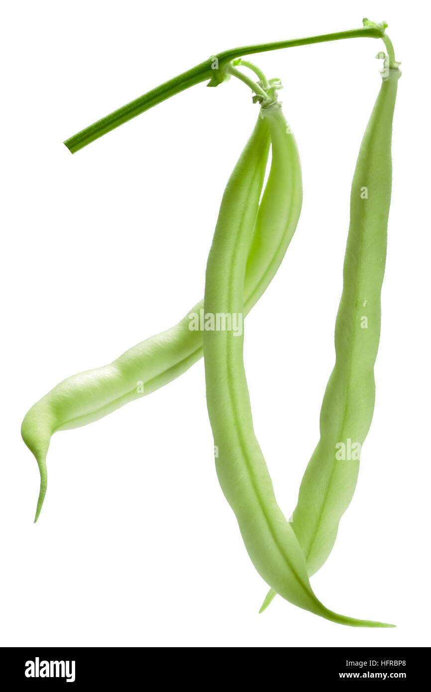 Hanging haricot bean (Phaseolus vulgaris) pods alone. Clipping path Stock Photo